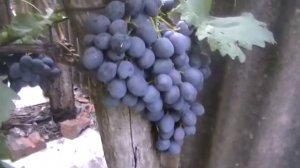 Сорт винограда "Черная хмара" - сезон 2017