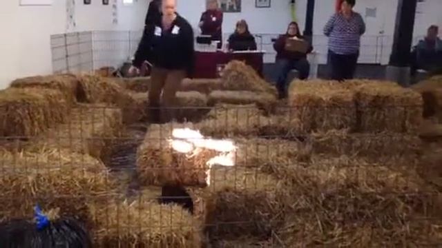 Boston Terrier, Barn Hunt, Novice Level @ Fun Run смотреть онлайн