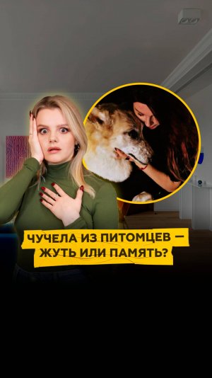 Тренд на чучела из домашних питомцев — жуть или память?