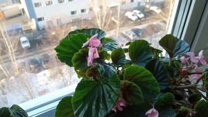 мои вечно цветущие бегонии, обзор и пересадка в горшки для пышного цветения