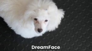 Поющий пудель