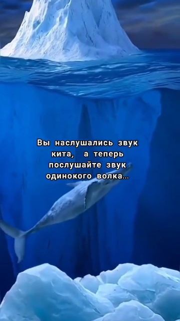 звук кита, whale sound смотреть онлайн