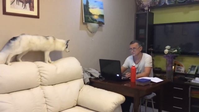 Лиса и её друг кот! Fox and her friend the cat!