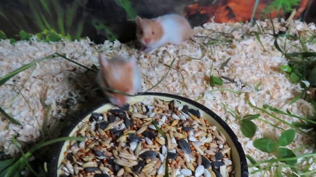 #ПРОДАЮ_хомяка #сирийскиехомяки #атласныйхомяксатиновый #купитьхомяка 89215950848 #продаются_хомяки