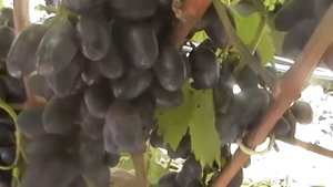 Сорт винограда Гармония