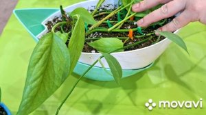 КОМНАТНЫЕ РАСТЕНИЯ(ЦВЕТЫ).СЦИНДАПСУСЫ В ИНТЕРЕСНЫЕ ГОРШОЧКИ.СЦИНДАПСУСЫ,КАК СТЕЛЯЩИЕСЯ РАСТЕНИЯ.