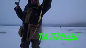 ТАЛИЦЫ НЕКЛЕВЫЙ ДЕНЬ