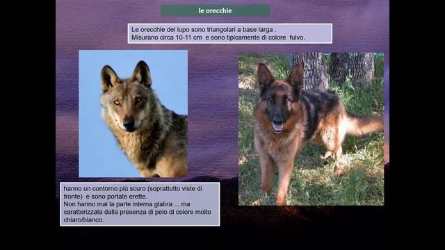 Al lupo ….. al lupo!! - I° parte смотреть онлайн