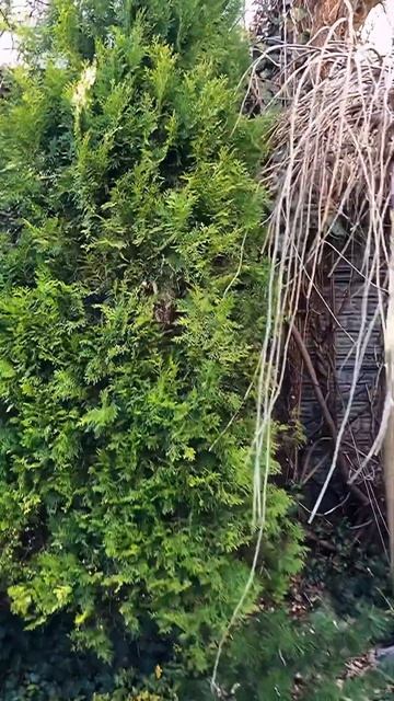 Обработка сада,чем и когда? смотреть онлайн