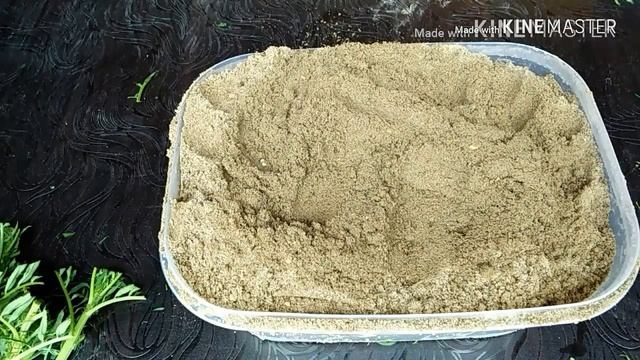 Marigold grow from cuttings // गेंदे को कटिंग से उगाने का तरीका смотреть онлайн