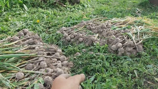 Выкопка чеснока 2018 . Урожай чеснока в Брянской обл. в июне