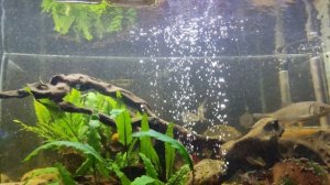 Голавль в аквариуме 7 месяцев