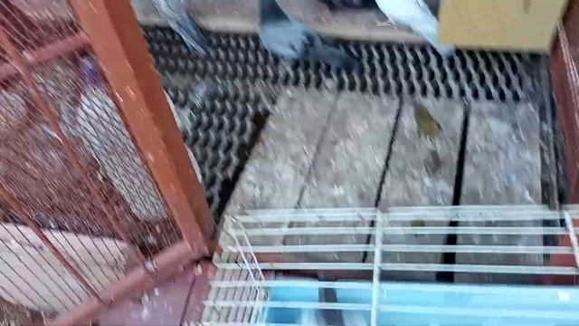 Переселение партии молодняка в гонную, первая волна. Олег Костяков, п.Усть-Кинельский смотреть онлайн