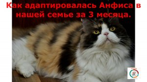 Адаптация  Кисы Анфисы в семье за 3 месяца.#топыкатегорий.