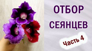 Глоксиния. Выращивание. Обзор. Отбор сеянцев. Часть 4.