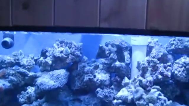 My 125 gal reef tank . 02/19/2010 смотреть онлайн
