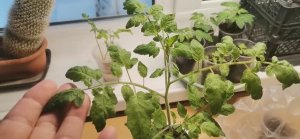 Эустома распикирована.