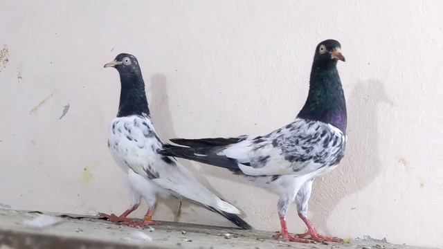Teddy breeder pairs || Reasonable price Teddy jory || Royal teddy pigeon|| sait walay kabootar смотреть онлайн