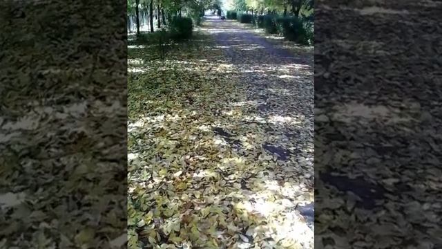 Россия Тольятти -ОСЕНЬ ЗОЛОТАЯ!ОКТЯБРЬ - YouTube смотреть онлайн