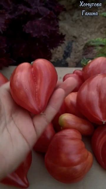 Сердце красного дракона - сорт томата . #урожайныйогород #семена#лучшиесортатоматов#продажасемян