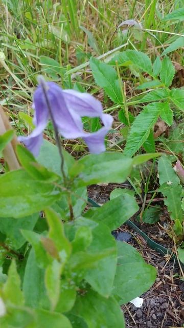 Clematis Little Artist смотреть онлайн