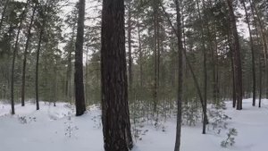 Зимние покатушки в ленточном бору Барнаула