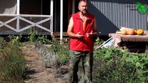 В ЭТОМ МЕСТЕ ЧЕСНОК и ЛУК САЖАТЬ НЕЛЬЗЯ: лук застрелкуется, чеснок сгниет. Где посадить чеснок.