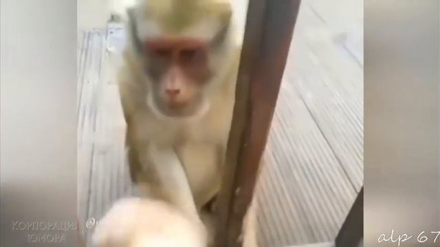 Приколище* приколы*2019
