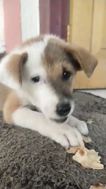 Puppy having tortilla 🐕#shorts#dogs#puppy#tortilla смотреть онлайн