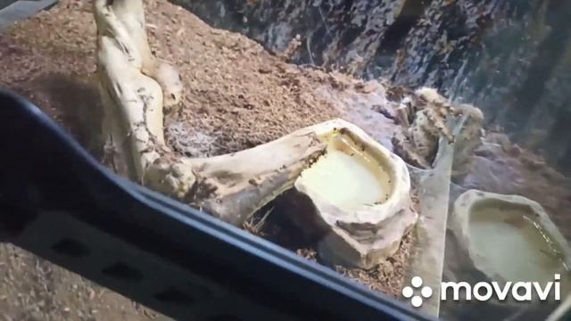 Пауки птицееды и немного змеек. смотреть онлайн