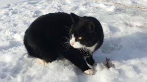 Русская народная сказка Кот Котофеич