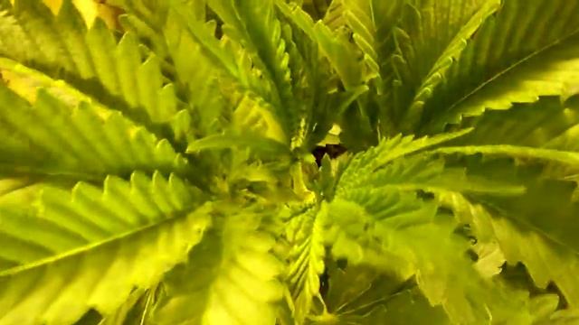 250 watt HPS closet grow in 2x2x8 foot closet!!!!! смотреть онлайн