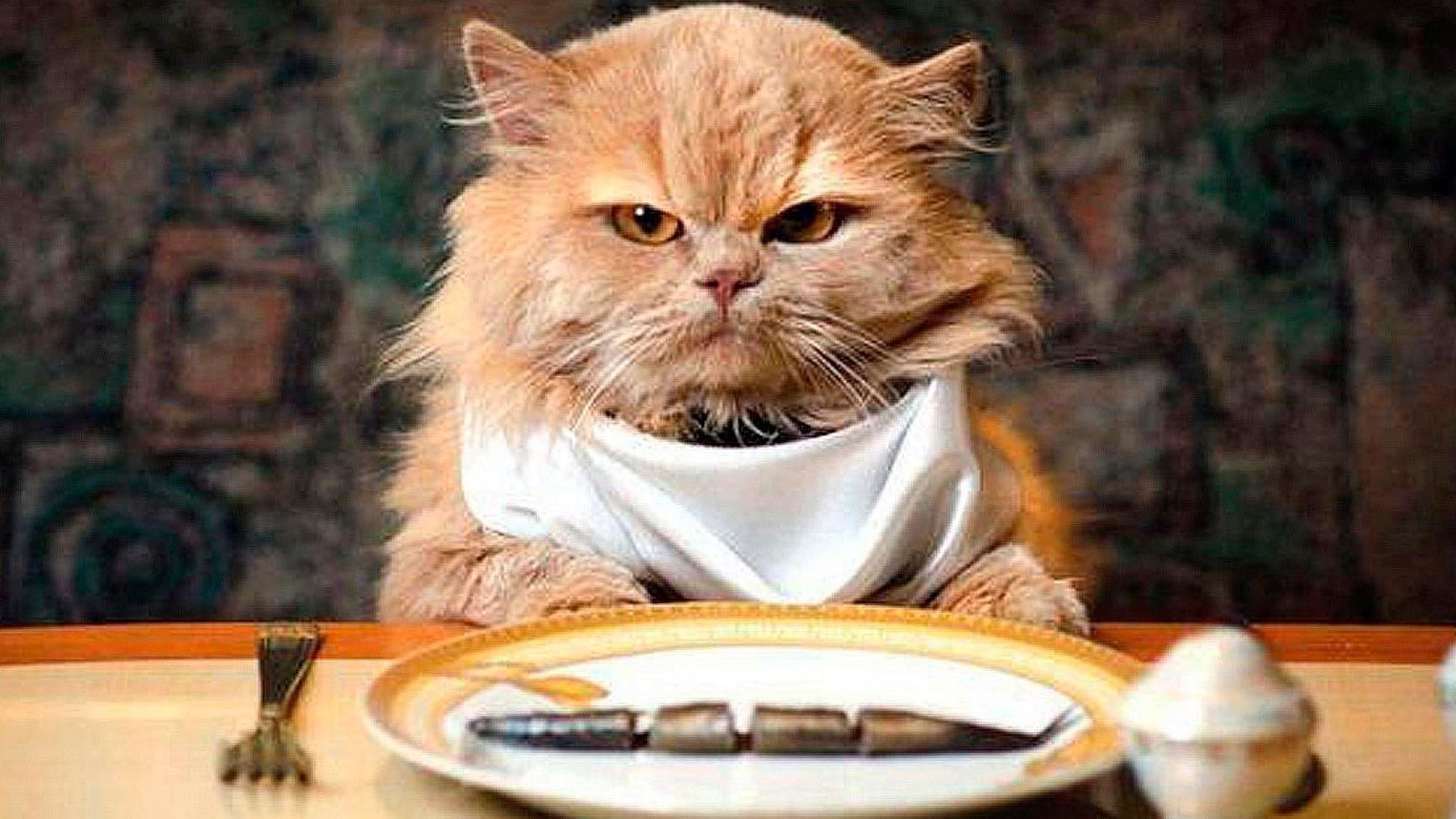 про котика.  шуточная