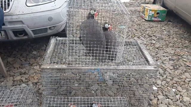 Агасиевские бойные голуби на ярмарке в Аксае. Гости из Матвеева Кургана и Шахт и их голуби. Pigeons.