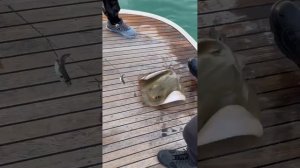 морской скат ужалил