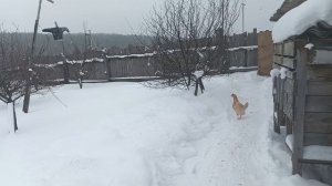 В деревне можно завести кур , а в городе нет.