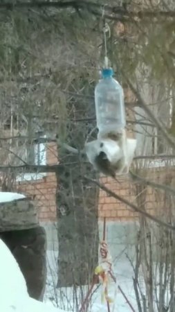 Утро .Воробей, завтрак и веселье одновременно.