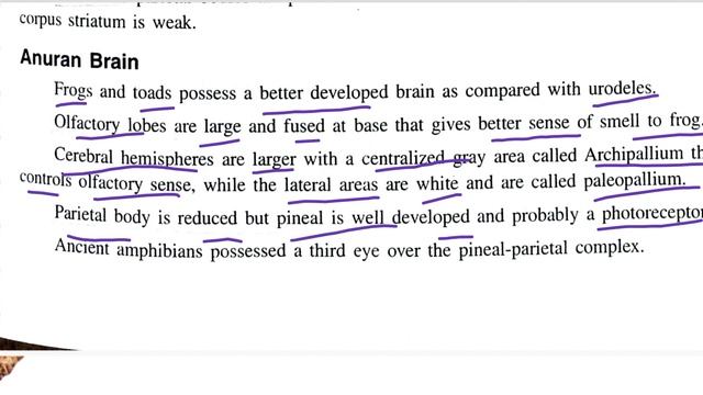 Comparative Anatomy of Brains in Vertibrates | Comparative Anatomy | B Sc 4th Semester смотреть онлайн