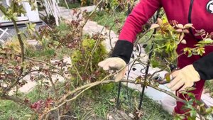 Горизонталим плетистые розы. 14 апреля ‘24.