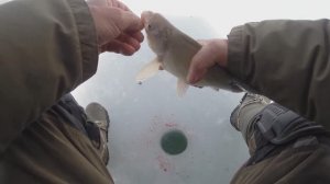 Зимняя рыбалка со льда . Уловы   на Маныче.  Закрываем сезон  От Юрия Философа.