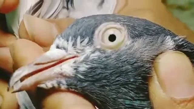 Salara Teddy Breeder pair for sale in Lahore Babu Jutt (0313-4544506) смотреть онлайн