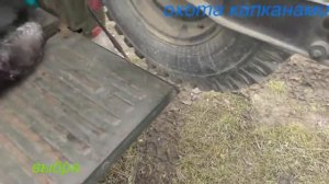 Выдра в капкане