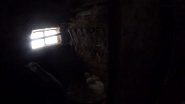 УРА, у нас пополнение в хозяйстве 2021)Все пришли проведать их)