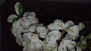 bucephalandra white marble