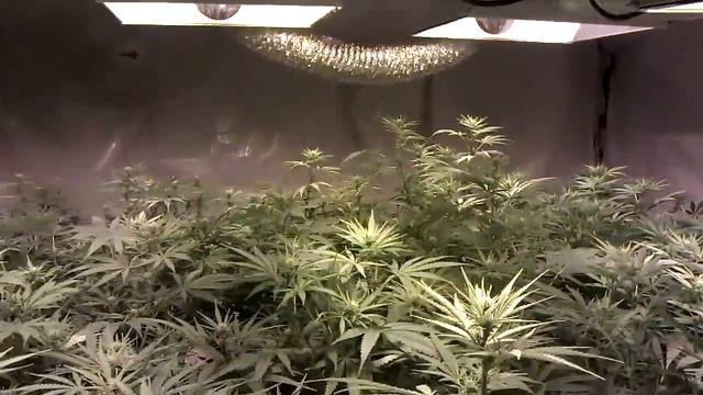 3600 Watt Afghan Kush Flower Room Day 14