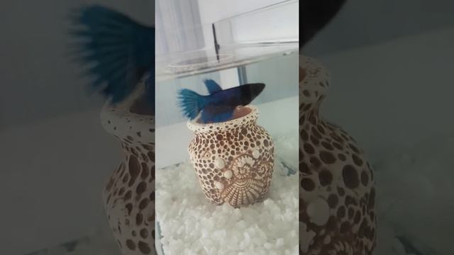 Моя рыбка Волна🐟🐬 смотреть онлайн