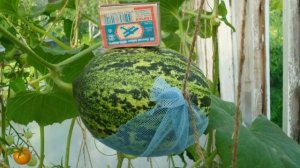 ГИДРОПОНИКА. Это просто.