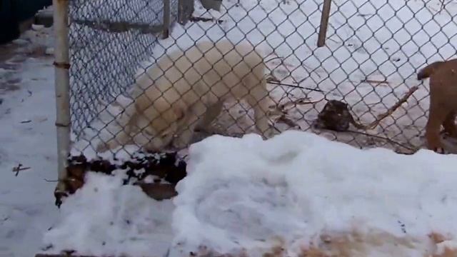 анчар и аждар кропоткинские- 2 часть смотреть онлайн