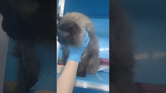 Знакомьтесь, Ангел - идеальный кандидат в семью одним котом
#ищемдом #всемкота