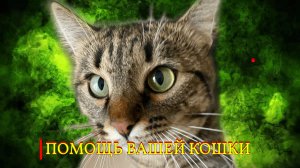 ПОМОЩЬ ВАШЕЙ КОШКИ... ДЛЯ ВСЕХ